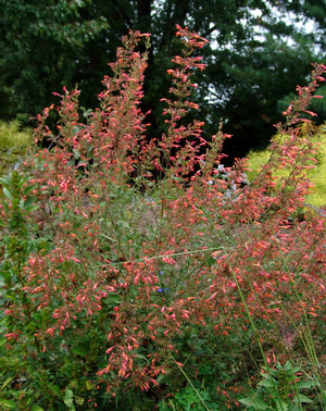 Agastache x
