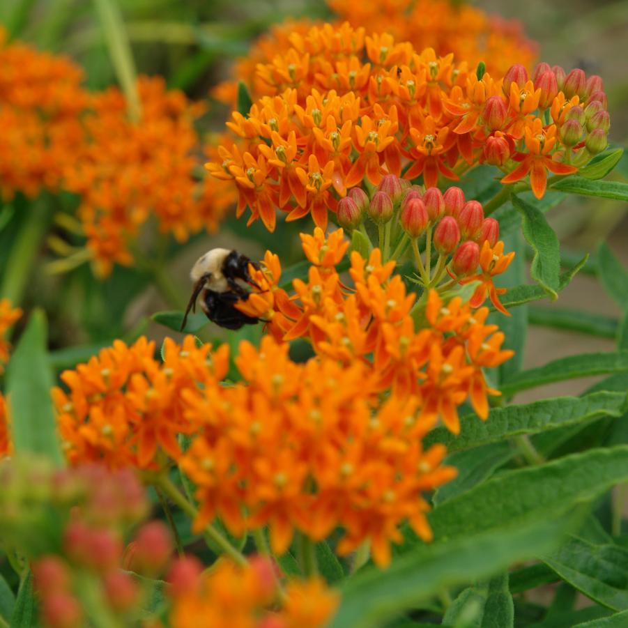 asclepias butterfly weed