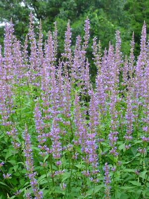 Agastache x