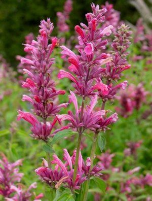 Agastache Red Fortune™