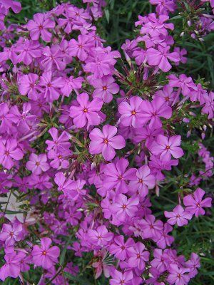Phlox carolina var angusta