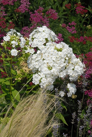 Phlox paniculata 'David'