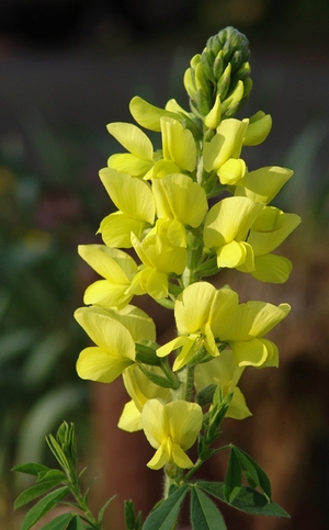 Thermopsis chinensis