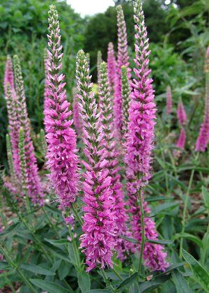 Veronica Flower Picture on Veronica Spicata  Tickled Pink  Spiked Speedwell From North Creek