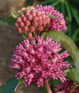 Asclepias purpurascens