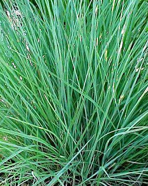 Schizachyrium scoparium