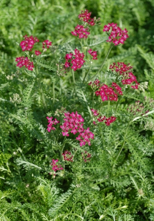 Achillea x