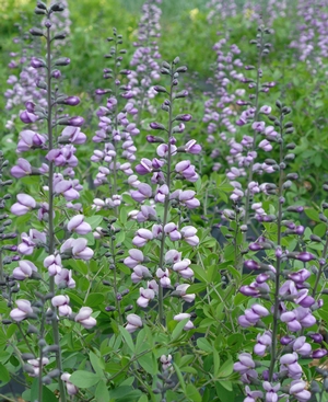 Niche Gardens