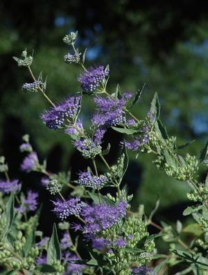 Longwood Blue Bluebeard