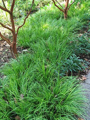 Acorus gramineus