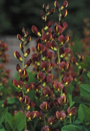 Baptisia Twilite Prairieblues™