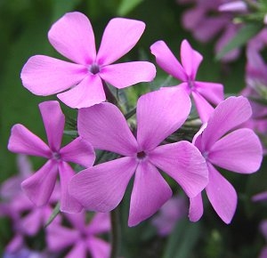 Phlox divaricata