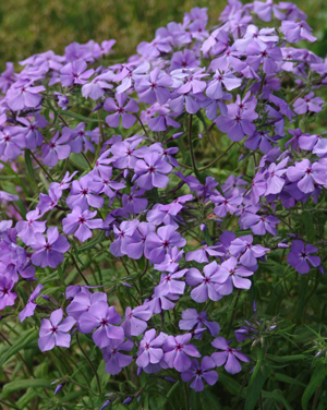 Phlox divaricata