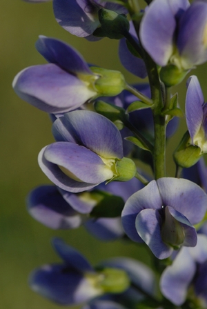 Baptisia Starlite Prairieblues™