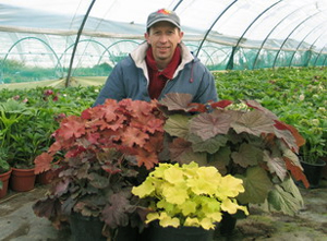 Heuchera x villosa