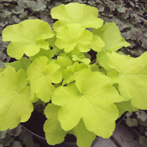Heuchera x villosa
