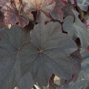 Heuchera x villosa