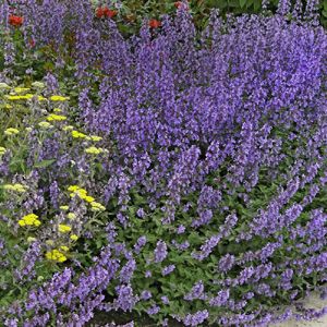 Nepeta x