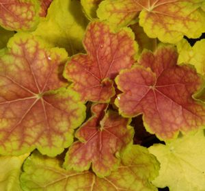 Heuchera x villosa