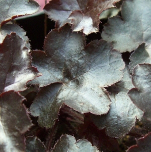 Heuchera x