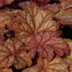 Heuchera x