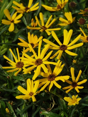 Helianthus angustifolius