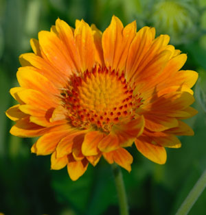 Gaillardia x