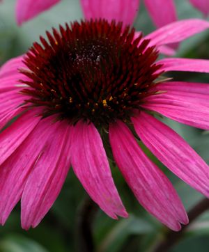 Echinacea Big Sky™