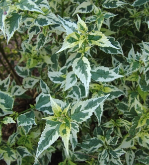 Caryopteris x