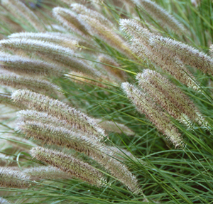 Pennisetum x
