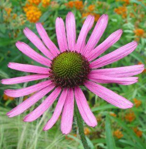 Echinacea tennesseensis