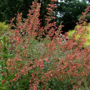 Agastache 'Firebird'