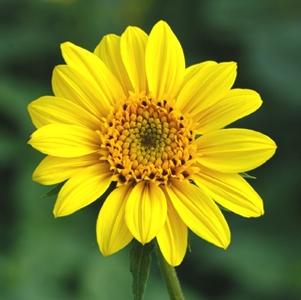 Helianthus x multiflorus 'Capenoch Star'
