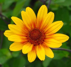 Heliopsis helianthoides 'Summer Nights'