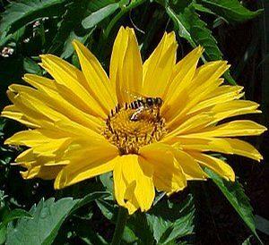 Heliopsis helianthoides 'Summer Sun'