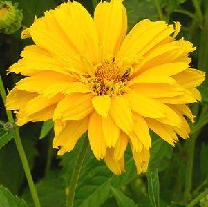 Heliopsis helianthoides 'Ballerina'