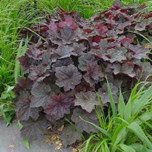 Heuchera x 'Montrose Ruby'