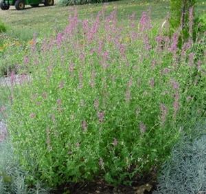 Agastache 'Tutti Frutti'