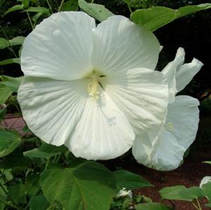 Hibiscus 'Blue River II'