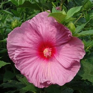 Hibiscus 'Fantasia'