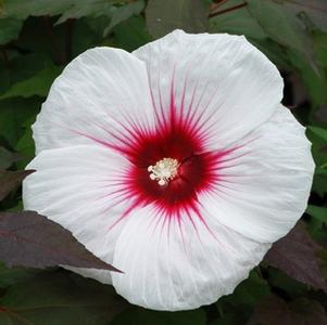 Hibiscus 'Kopper King'