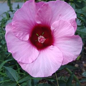 Hibiscus 'Lady Baltimore'