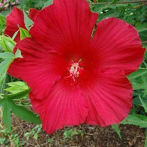 Hibiscus 'Lord Baltimore'