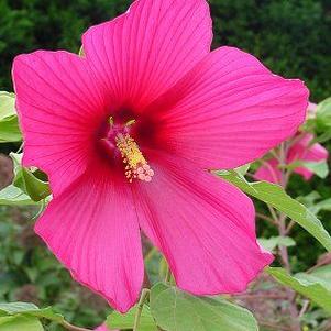 Hibiscus x 'Moy Grande'