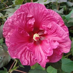 Hibiscus 'Plum Crazy'