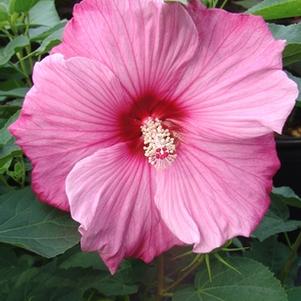 Hibiscus 'Sweet Caroline'