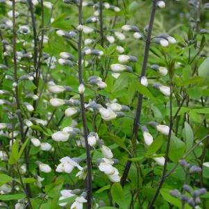 Baptisia alba var. alba