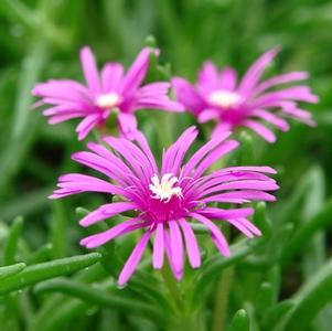 Delosperma cooperi