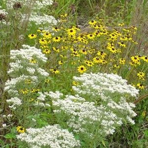 Eupatorium hyssopifolium