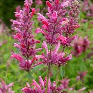 Agastache Red Fortune™